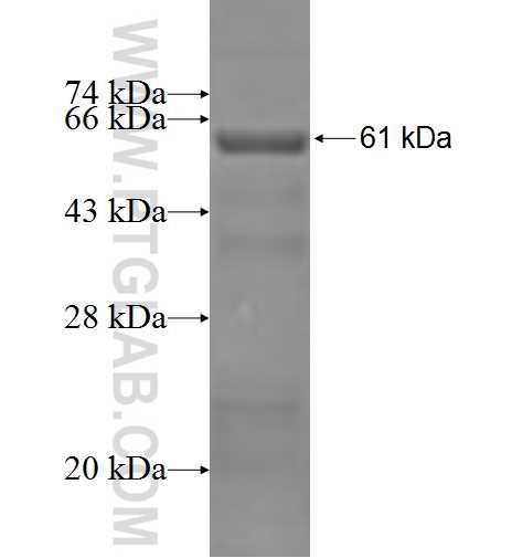 DYRK1B fusion protein Ag2883 SDS-PAGE