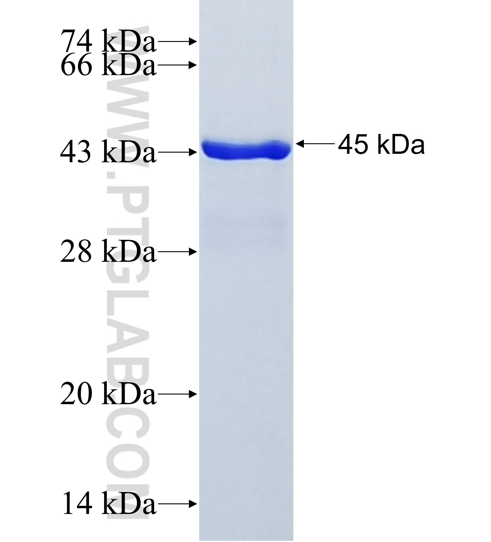 DYRK3 fusion protein Ag41966 SDS-PAGE