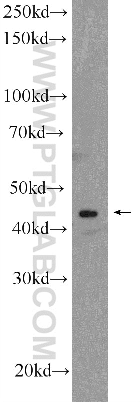 Western Blot (WB) analysis of mouse testis tissue using DYX1C1 Polyclonal antibody (14522-1-AP)