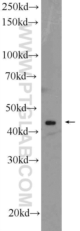 WB analysis of mouse testis using 14522-1-AP