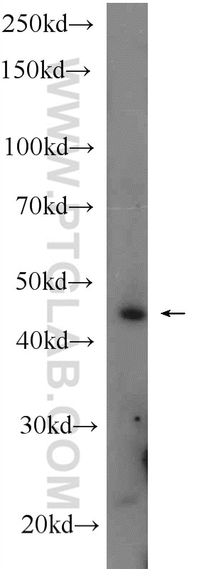 Western Blot (WB) analysis of rat testis tissue using DYX1C1 Polyclonal antibody (14522-1-AP)