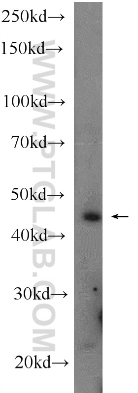 WB analysis of rat testis using 14522-1-AP