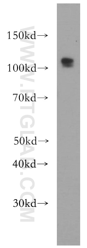 Western Blot (WB) analysis of HEK-293 cells using DZIP1 Polyclonal antibody (13779-1-AP)