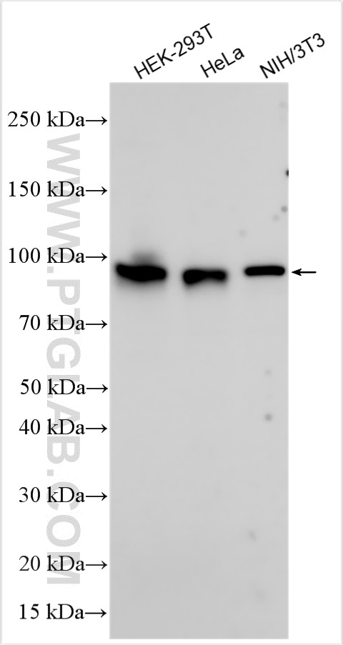 Western Blot (WB) analysis of various lysates using DZIP1L Polyclonal antibody (17274-1-AP)