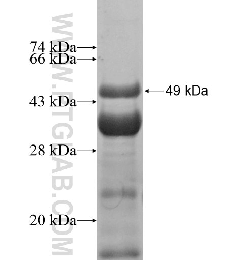 DZIP1L fusion protein Ag11210 SDS-PAGE