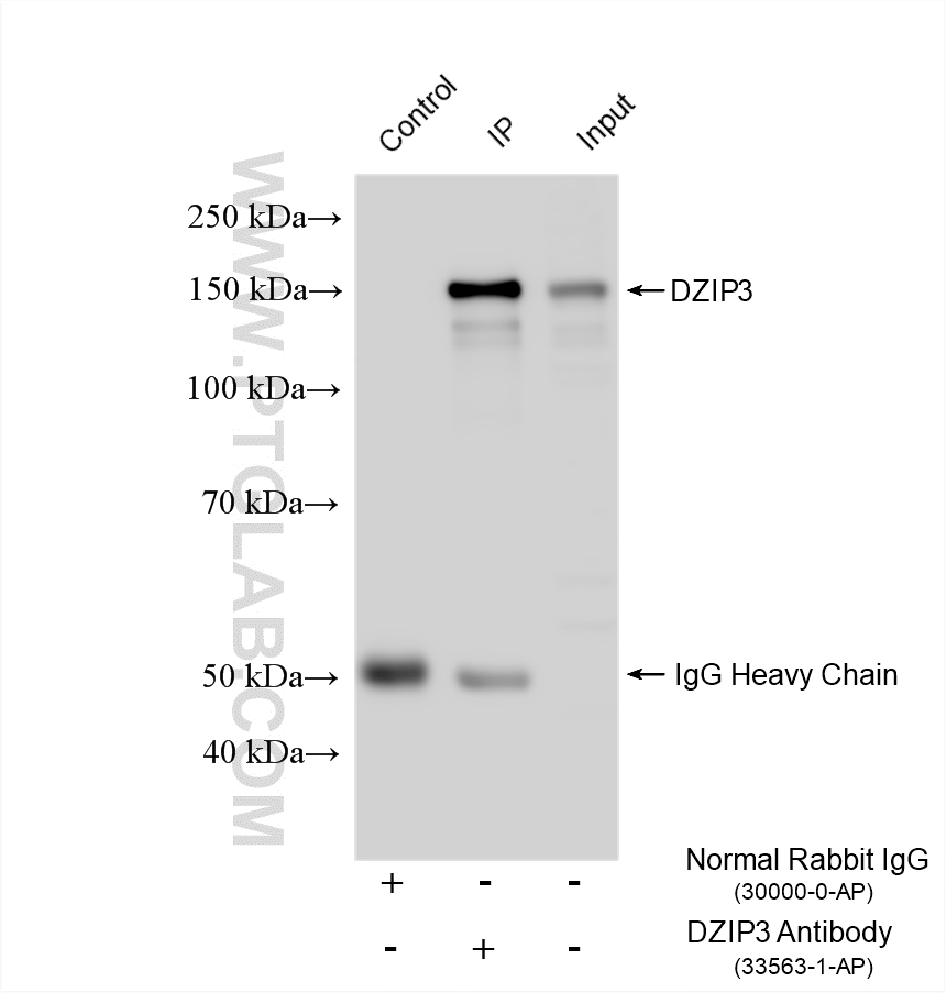 Immunoprecipitation (IP) experiment of HEK-293T cells using DZIP3 Polyclonal antibody (33563-1-AP)