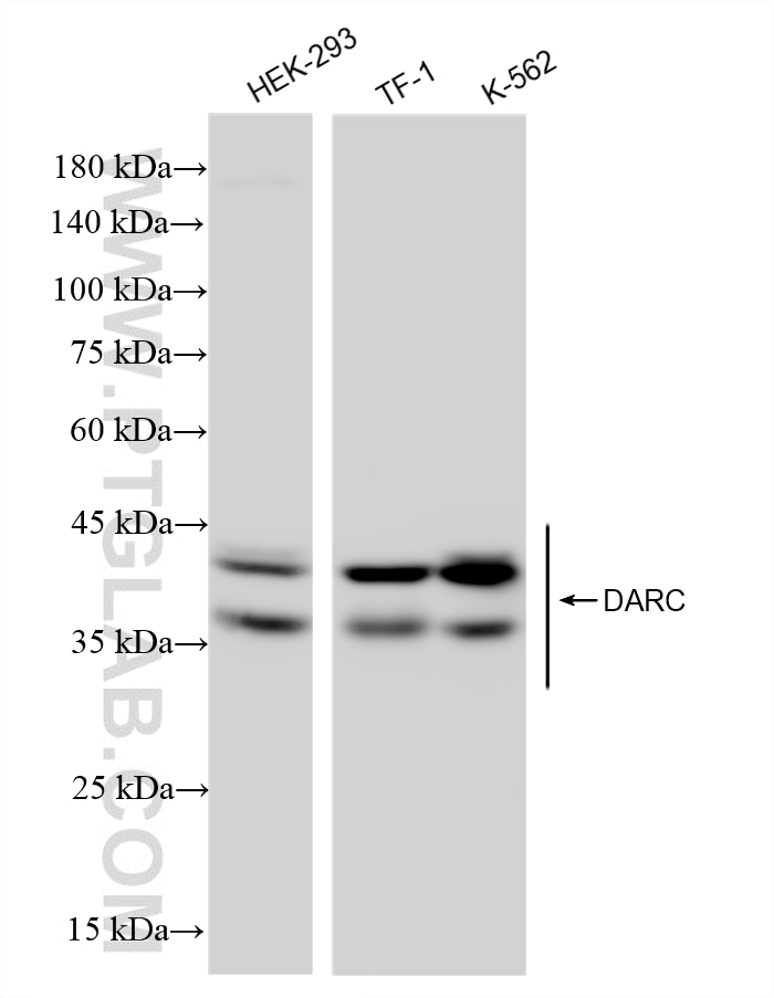 WB analysis using 87728-1-RR (same clone as 87728-1-PBS) Western Blot (WB) analysis of various lysates using Darc Recombinant monoclonal antibody (87728-1-RR)