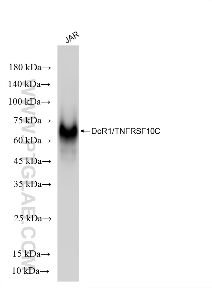 JAR cells lysate was subjected to SDS PAGE followed by western blot with 86886-1-RR (DcR1/TNFRSF10C antibody) at dilution of 1:2000 incubated at room temperature for 1.5 hours. This data was developed using the same antibody clone with 86886-1-PBS in a different storage buffer formulation. Western Blot (WB) analysis of JAR cells using DcR1/TNFRSF10C Recombinant monoclonal antibody (86886-1-RR)