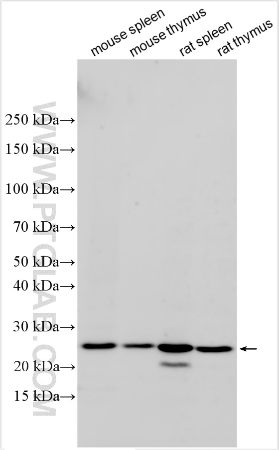Western Blot (WB) analysis of various lysates using DcTRAILR1/TNFRSF23 Polyclonal antibody (33235-1-AP)