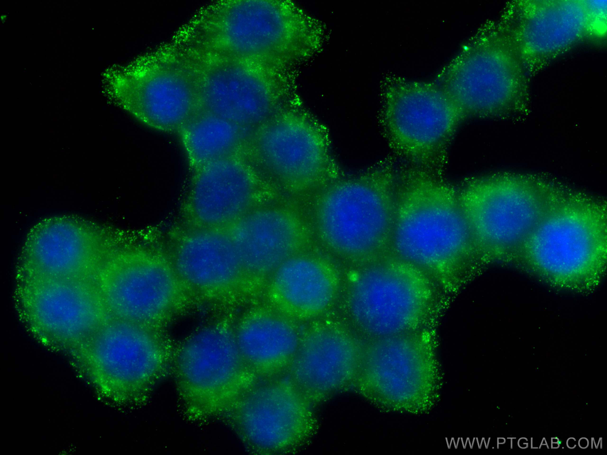 Immunofluorescence (IF) / fluorescent staining of BxPC-3 cells using Decorin Monoclonal antibody (66847-1-Ig)