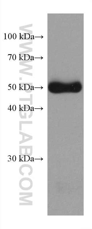 Western Blot (WB) analysis of mouse testis tissue using Desmin Monoclonal antibody (67793-1-Ig)
