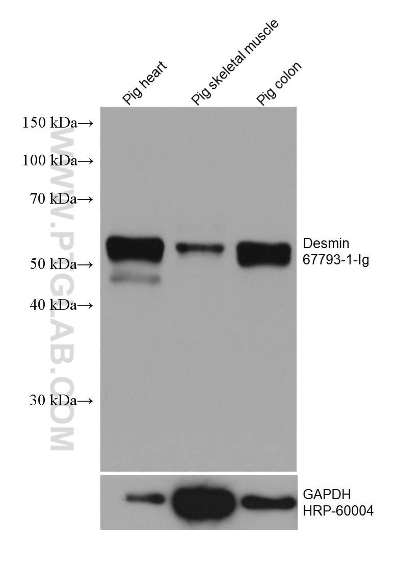 Western Blot (WB) analysis of various lysates using Desmin Monoclonal antibody (67793-1-Ig)