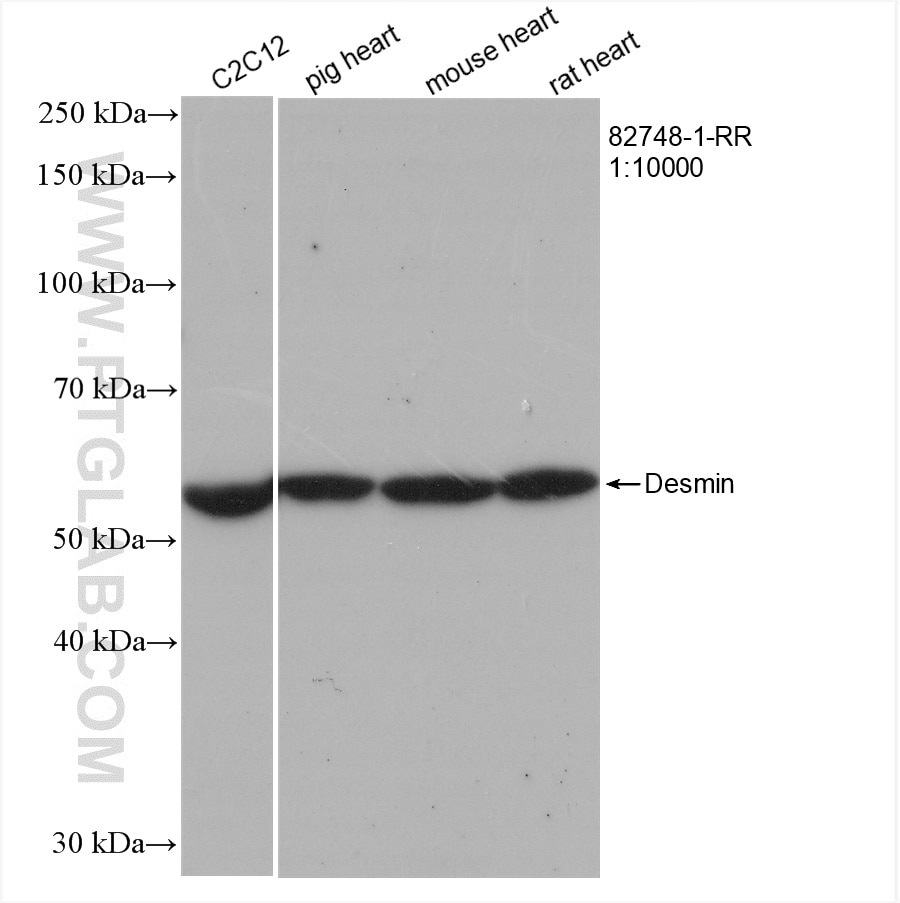 Western Blot (WB) analysis of various lysates using Desmin Recombinant antibody (82748-1-RR)