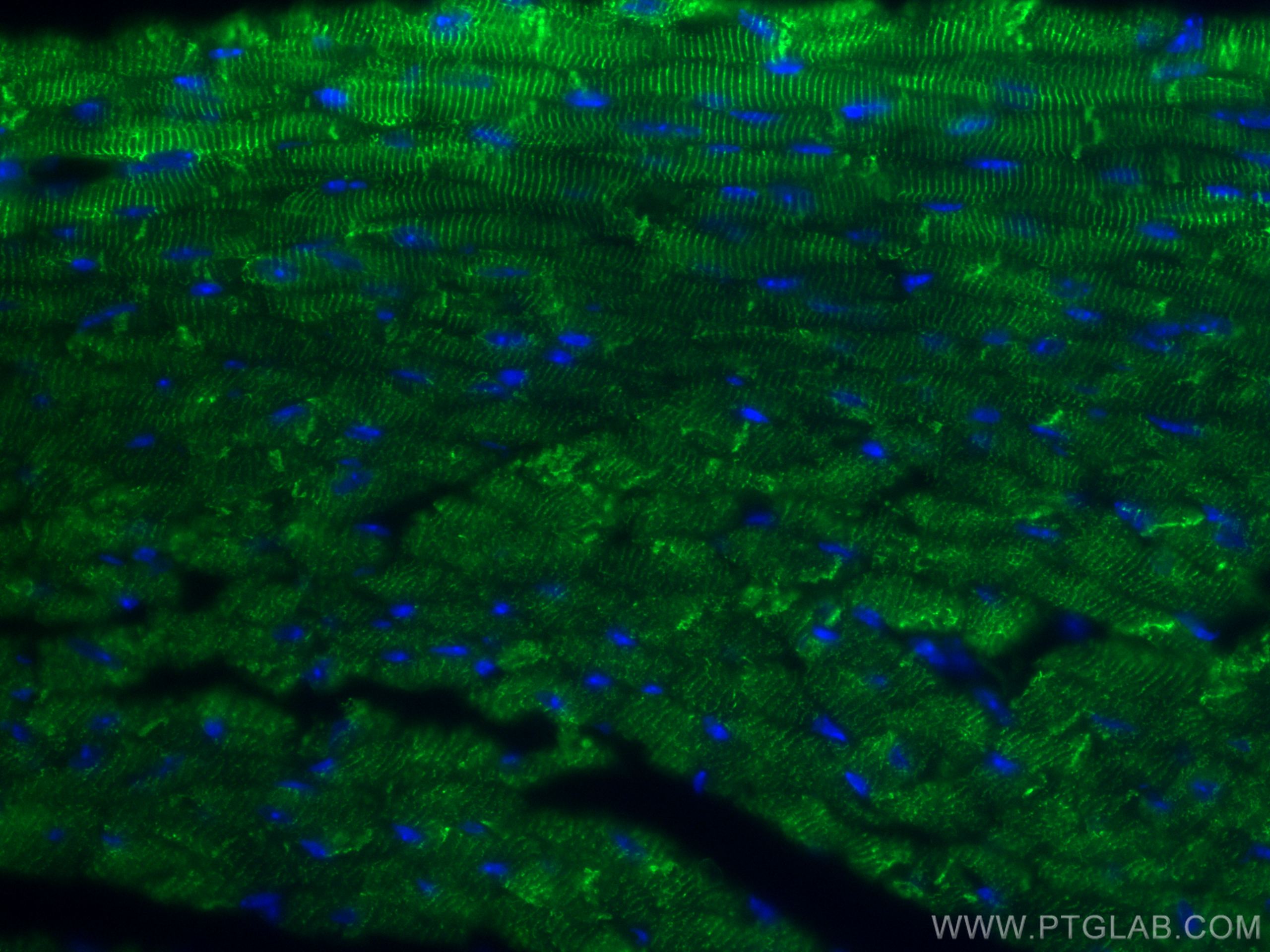 IF Staining of mouse heart using CL488-16520