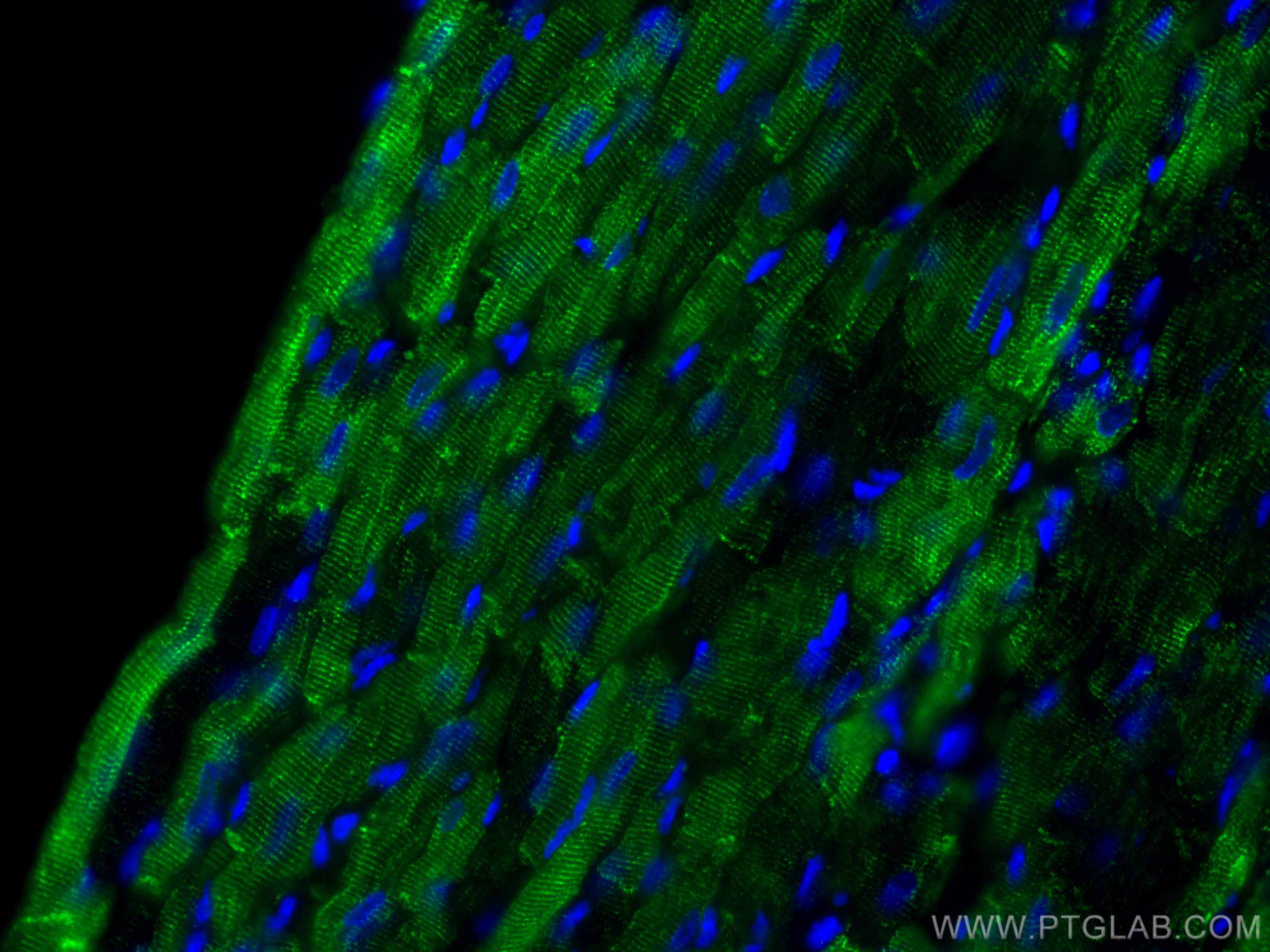 Immunofluorescence (IF) / fluorescent staining of rat heart tissue using CoraLite®488-conjugated Desmin Polyclonal antibody (CL488-16520)