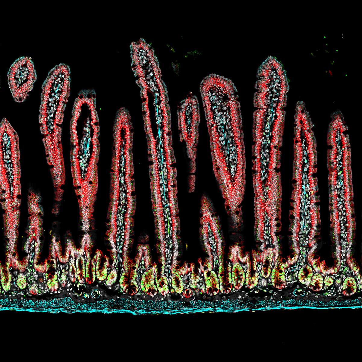 Immunofluorescence (IF) / fluorescent staining of mouse small intestine tissue using CoraLite® Plus 488-conjugated Desmin Polyclonal an (CL488-16520)