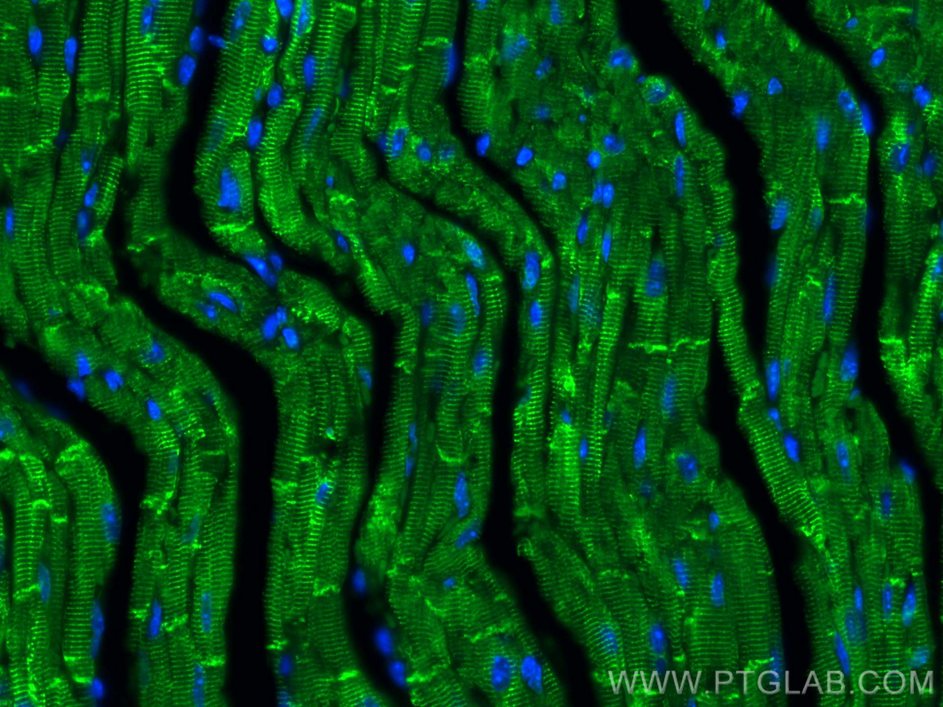 IF Staining of mouse heart using CL488-16520