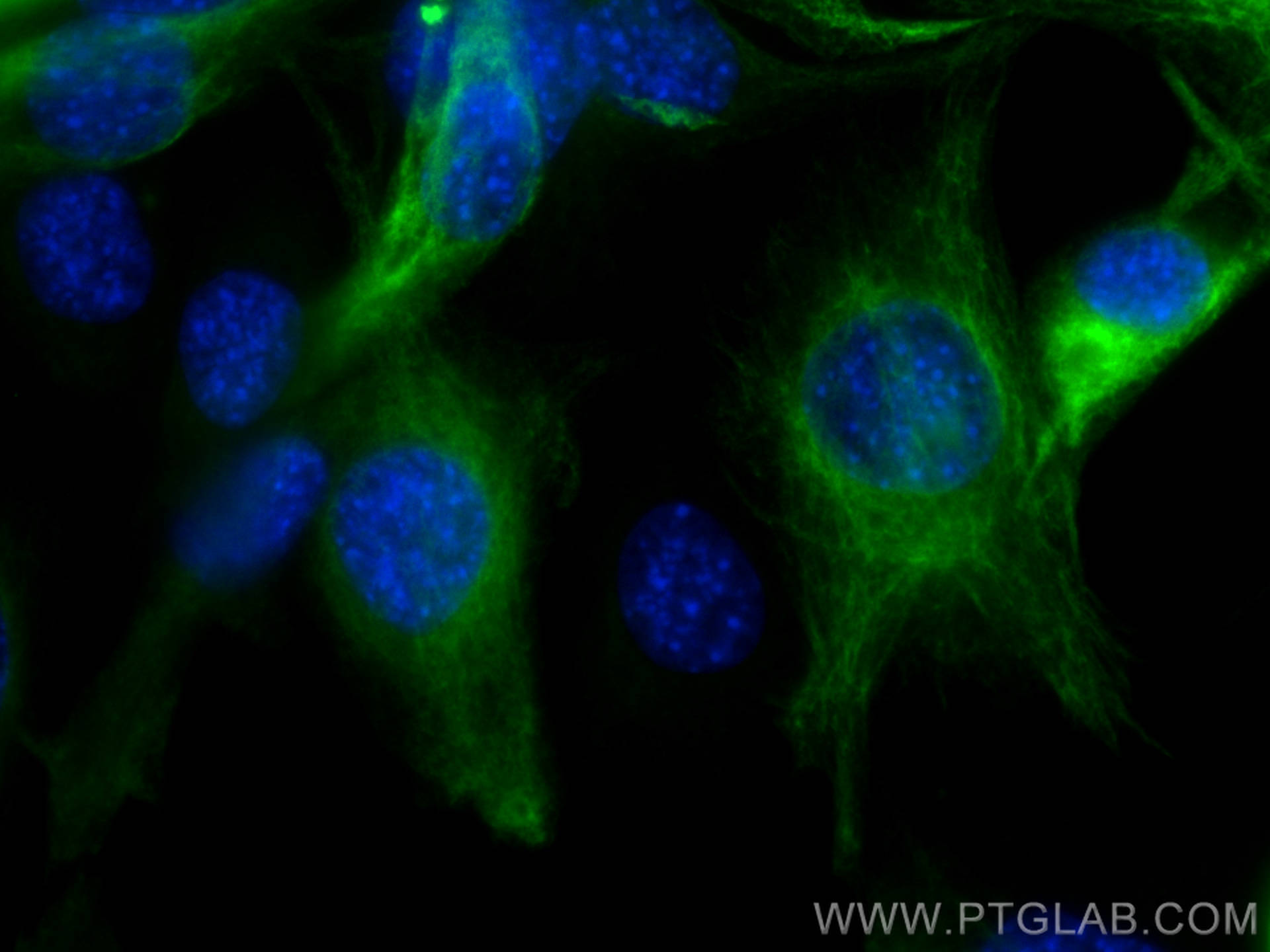 Immunofluorescence (IF) / fluorescent staining of C2C12 cells using CoraLite® Plus 488-conjugated Desmin Polyclonal an (CL488-16520)
