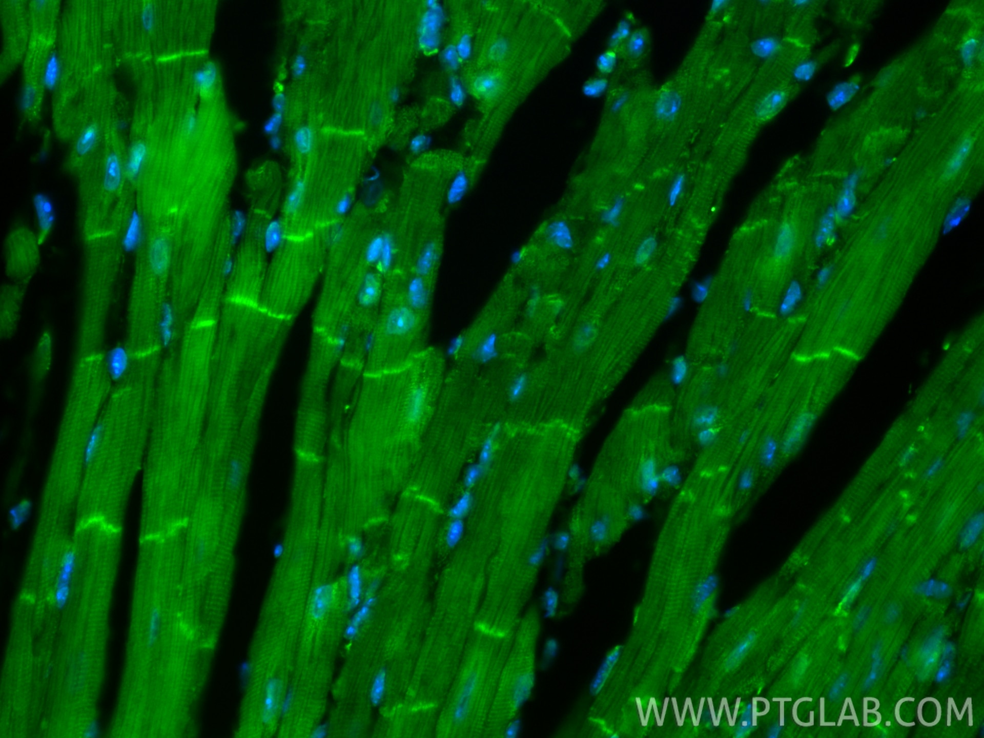 Immunofluorescence (IF) / fluorescent staining of mouse heart tissue using CoraLite® Plus 488-conjugated Desmin Recombinant m (CL488-82748)
