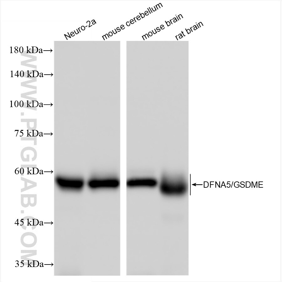 Western Blot (WB) analysis of various lysates using Dfna5 Recombinant antibody (82955-2-RR)