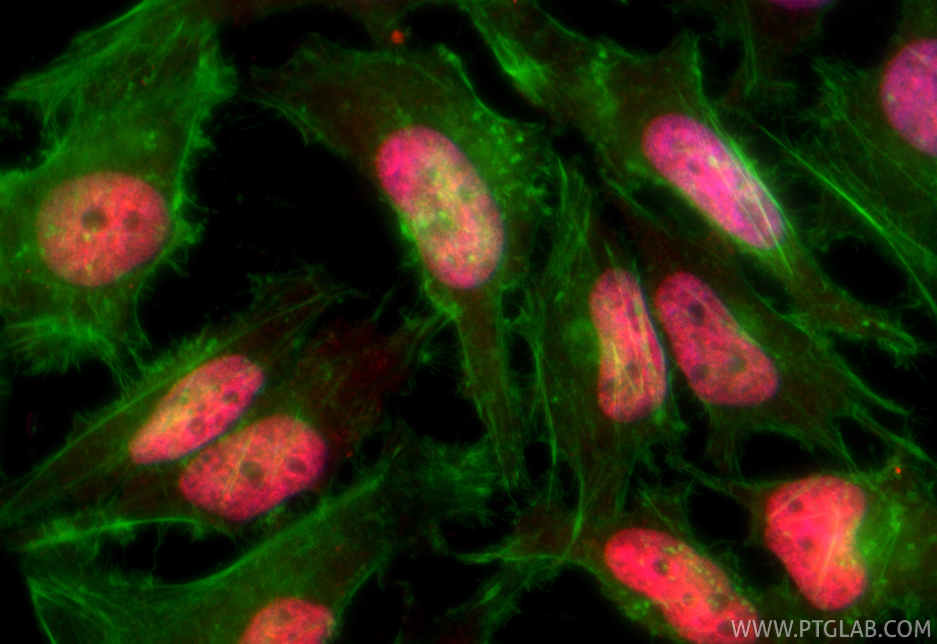 Immunofluorescence (IF) / fluorescent staining of HeLa cells using CoraLite®594-conjugated Di-Methyl-Histone H3 (Arg2 (CL594-84702)