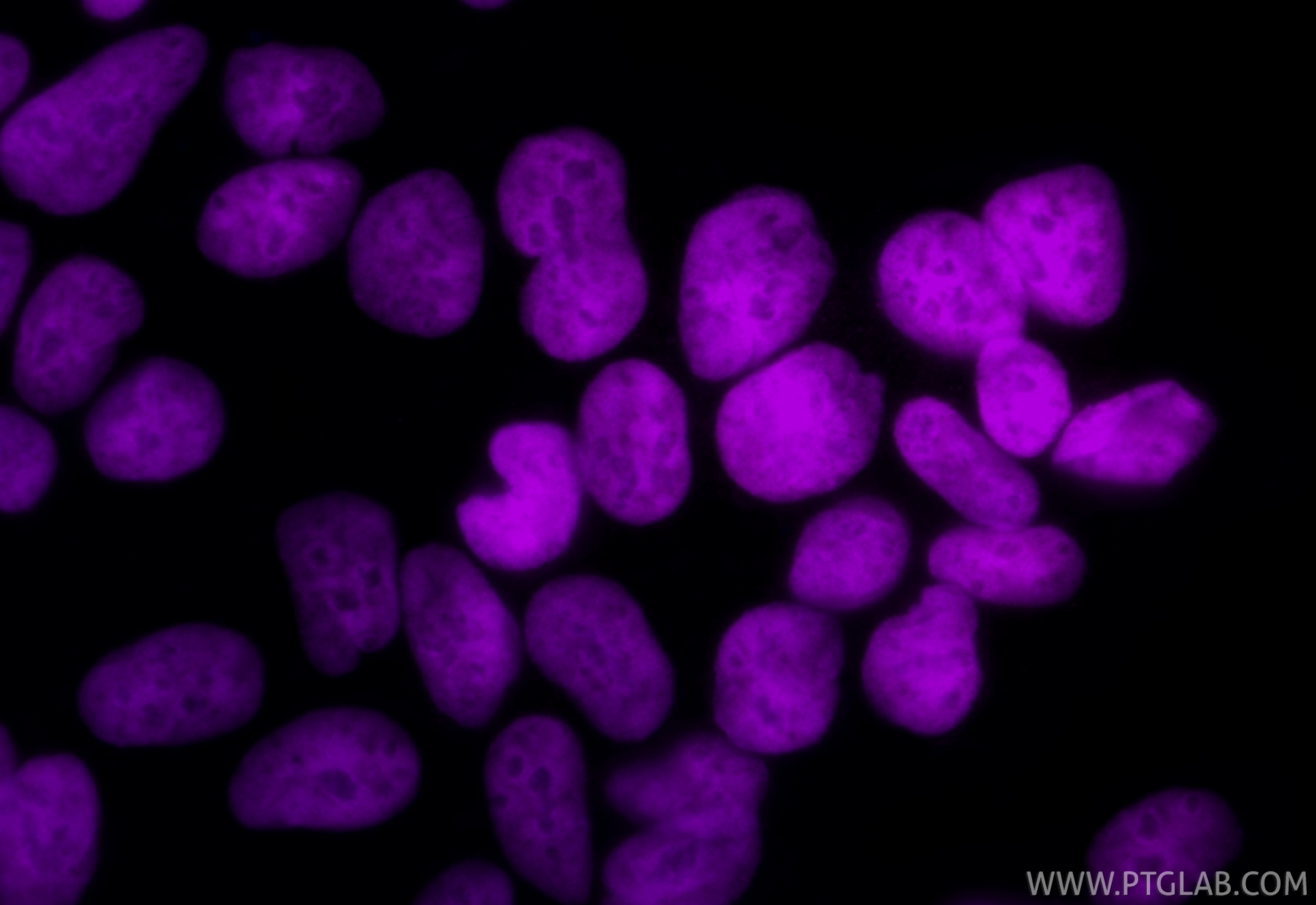 Immunofluorescence (IF) / fluorescent staining of HEK-293 cells using CoraLite® Plus 647-conjugated Di-Methyl-Histone H3 (CL647-84702)