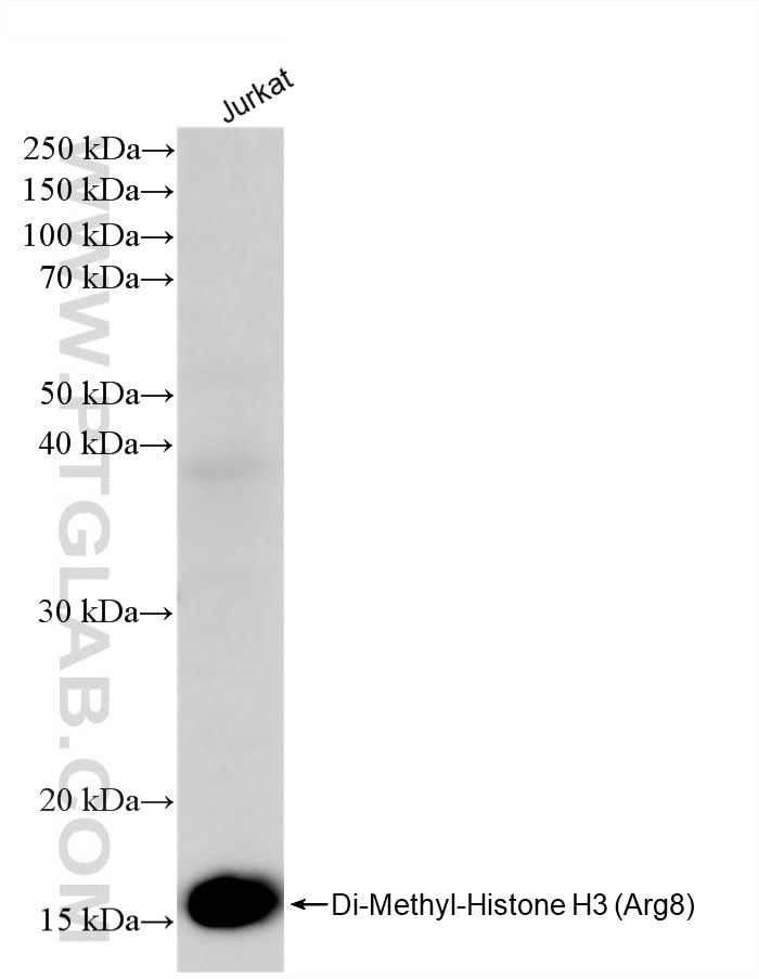 WB analysis of Jurkat using 87625-1-RR Western Blot (WB) analysis of Jurkat cells using Di-Methyl-Histone H3 (Arg8) Recombinant monoclonal (87625-1-RR)