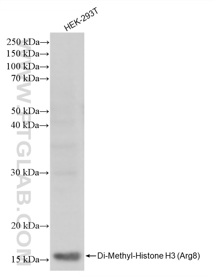 WB analysis of HEK-293T using 87625-1-RR Western Blot (WB) analysis of HEK-293T cells using Di-Methyl-Histone H3 (Arg8) Recombinant monoclonal (87625-1-RR)