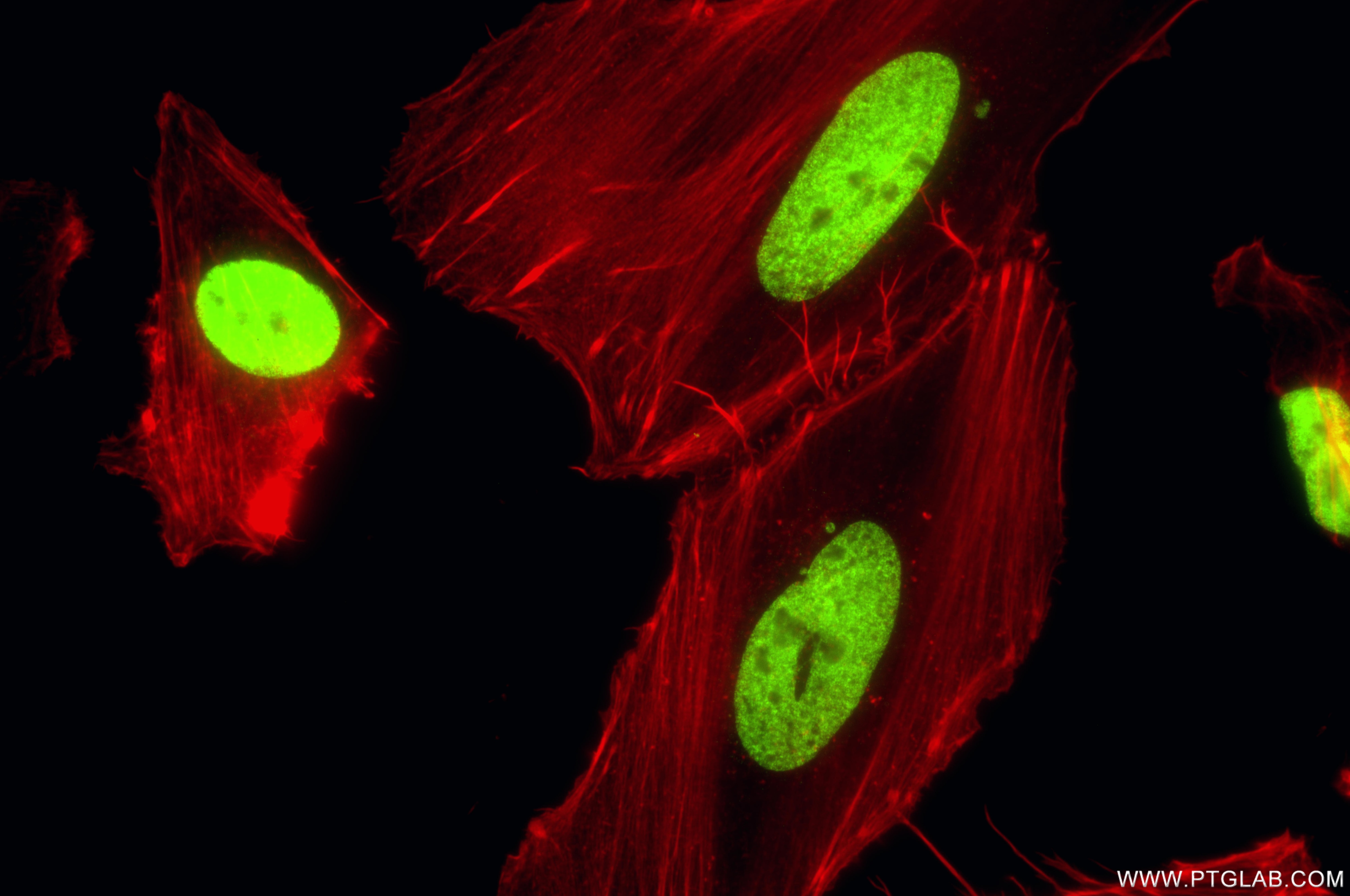 Immunofluorescent analysis of (4% PFA) fixed HeLa cells using Di-Methyl-Histone H3 (Lys27) antibody (86890-2-RR, Clone: 251846E11 ) at dilution of 1:1000 and CoraLite®488-Conjugated Goat Anti-Rabbit IgG(H+L) (SA00013-2), CL594-Phalloidin (red). This data was developed using the same antibody clone with 86890-2-PBS in a different storage buffer formulation. Immunofluorescence (IF) / fluorescent staining of HeLa cells using Di-Methyl-Histone H3 (Lys27) Recombinant monoclona (86890-2-RR)