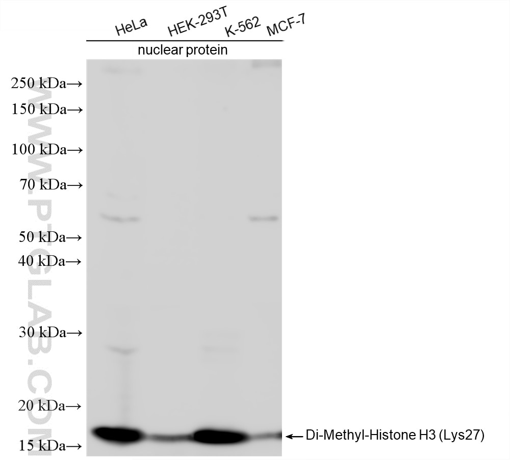 Various lysates were subjected to SDS PAGE followed by western blot with 86890-2-RR (Di-Methyl-Histone H3 (Lys27) antibody) at dilution of 1:1000 incubated at room temperature for 1.5 hours. This data was developed using the same antibody clone with 86890-2-PBS in a different storage buffer formulation. Western Blot (WB) analysis of various lysates using Di-Methyl-Histone H3 (Lys27) Recombinant monoclona (86890-2-RR)
