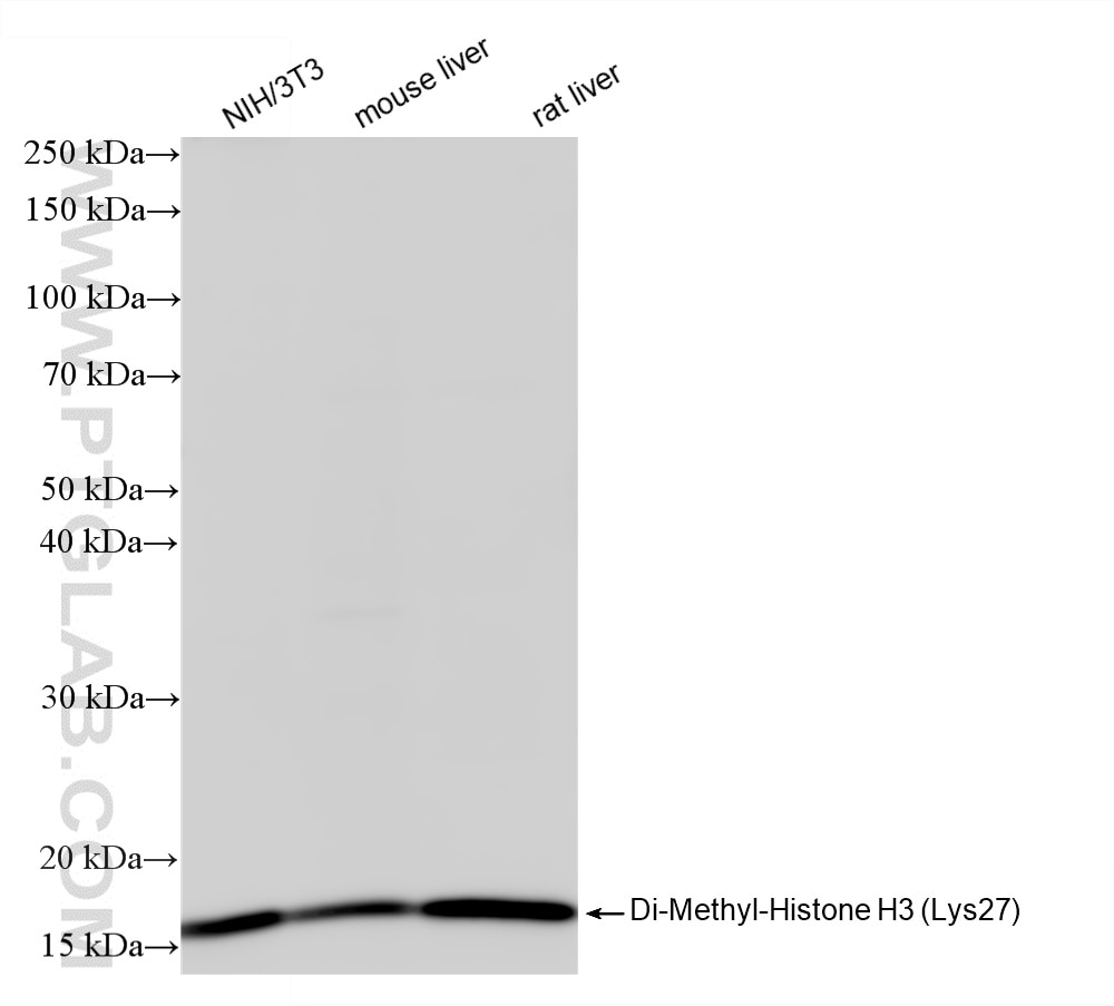 Various lysates were subjected to SDS PAGE followed by western blot with 86890-2-RR (Di-Methyl-Histone H3 (Lys27) antibody) at dilution of 1:1000 incubated at room temperature for 1.5 hours. This data was developed using the same antibody clone with 86890-2-PBS in a different storage buffer formulation. Western Blot (WB) analysis of various lysates using Di-Methyl-Histone H3 (Lys27) Recombinant monoclona (86890-2-RR)