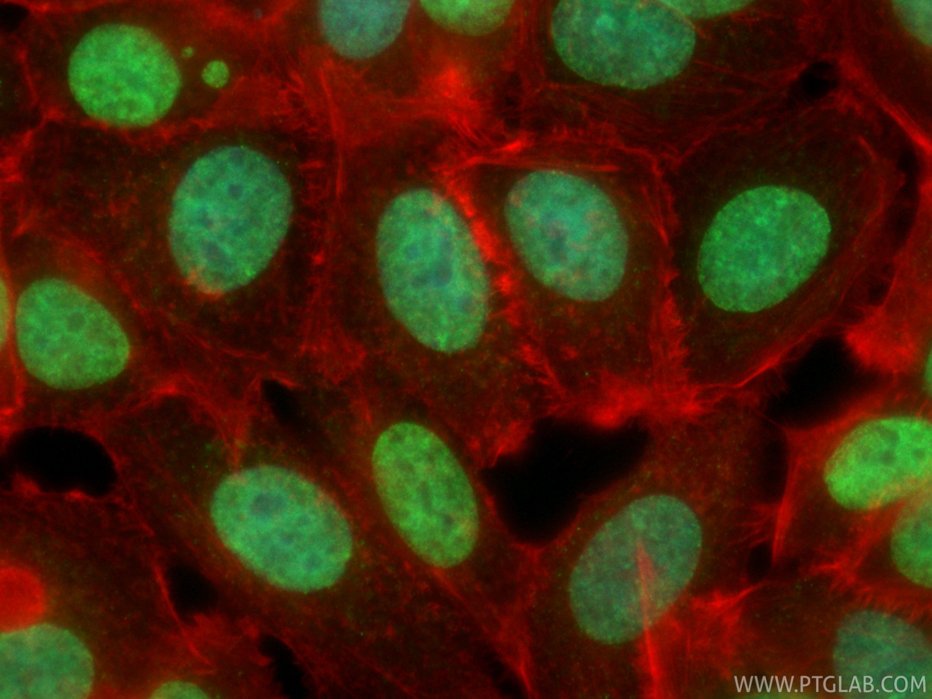 IF Staining of MCF-7 using CL488-86890-2 Immunofluorescence (IF) / fluorescent staining of MCF-7 cells using CoraLite® Plus 488-conjugated Di-Methyl-Histone H3 (CL488-86890-2)