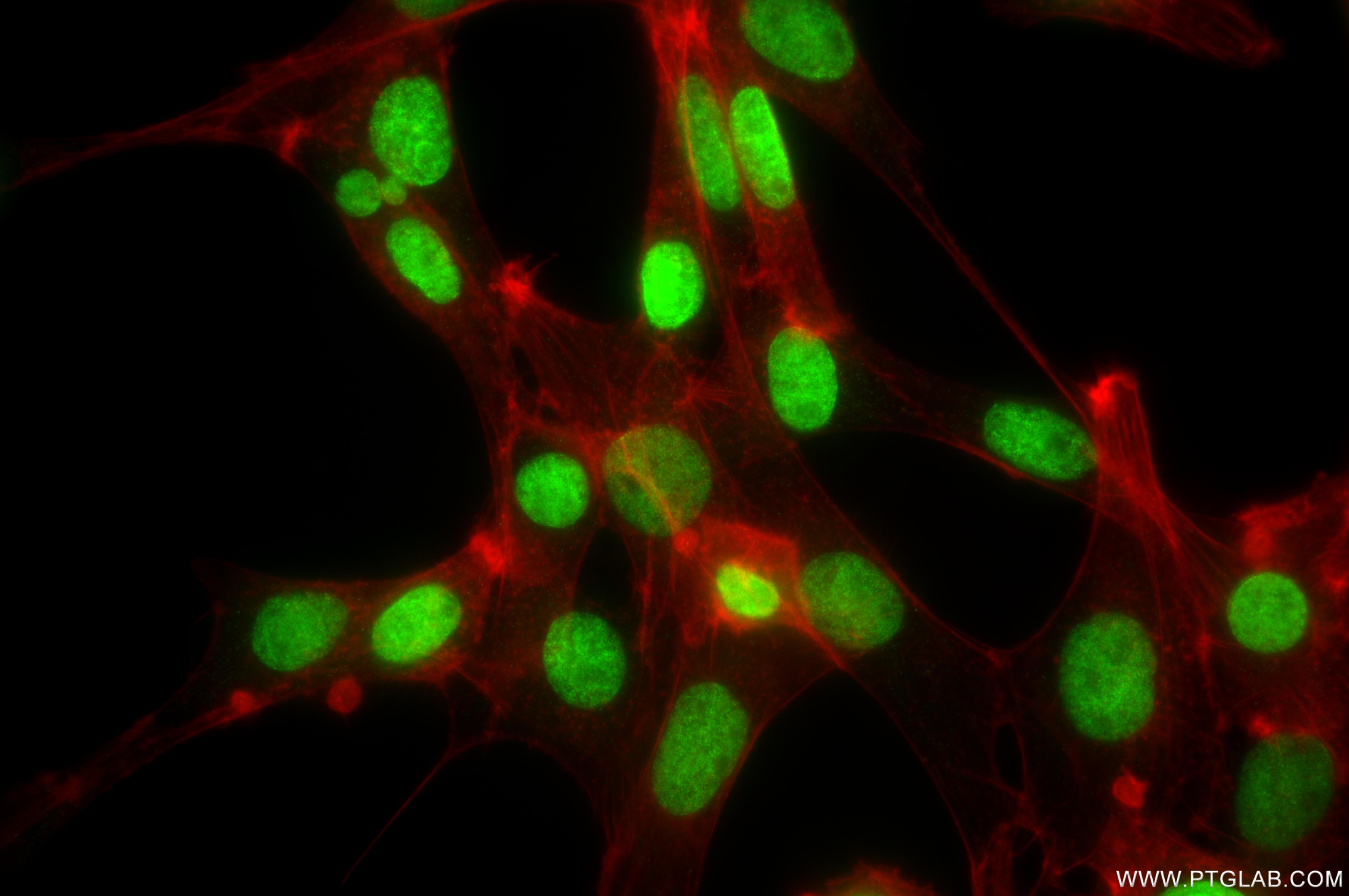 Immunofluorescence (IF) / fluorescent staining of NIH/3T3 cells using Di-Methyl-Histone H3 (Lys56) Recombinant monoclona (82828-12-RR)