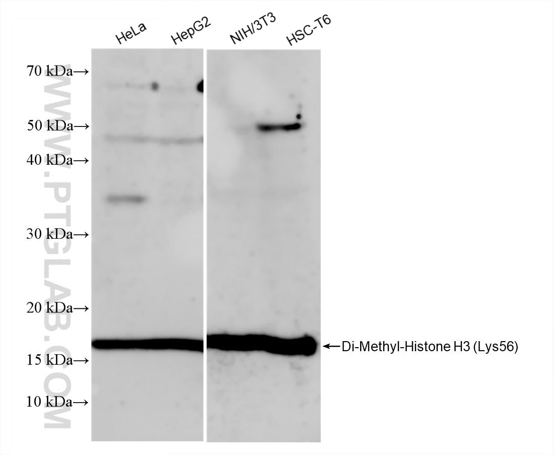 Western Blot (WB) analysis of various lysates using Di-Methyl-Histone H3 (Lys56) Recombinant antibody (82828-12-RR)