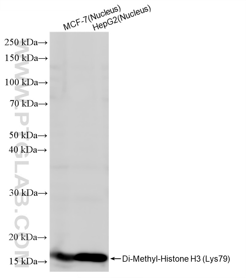 Western Blot (WB) analysis of various lysates using Di-Methyl-Histone H3 (Lys79) Recombinant monoclona (86734-1-RR)