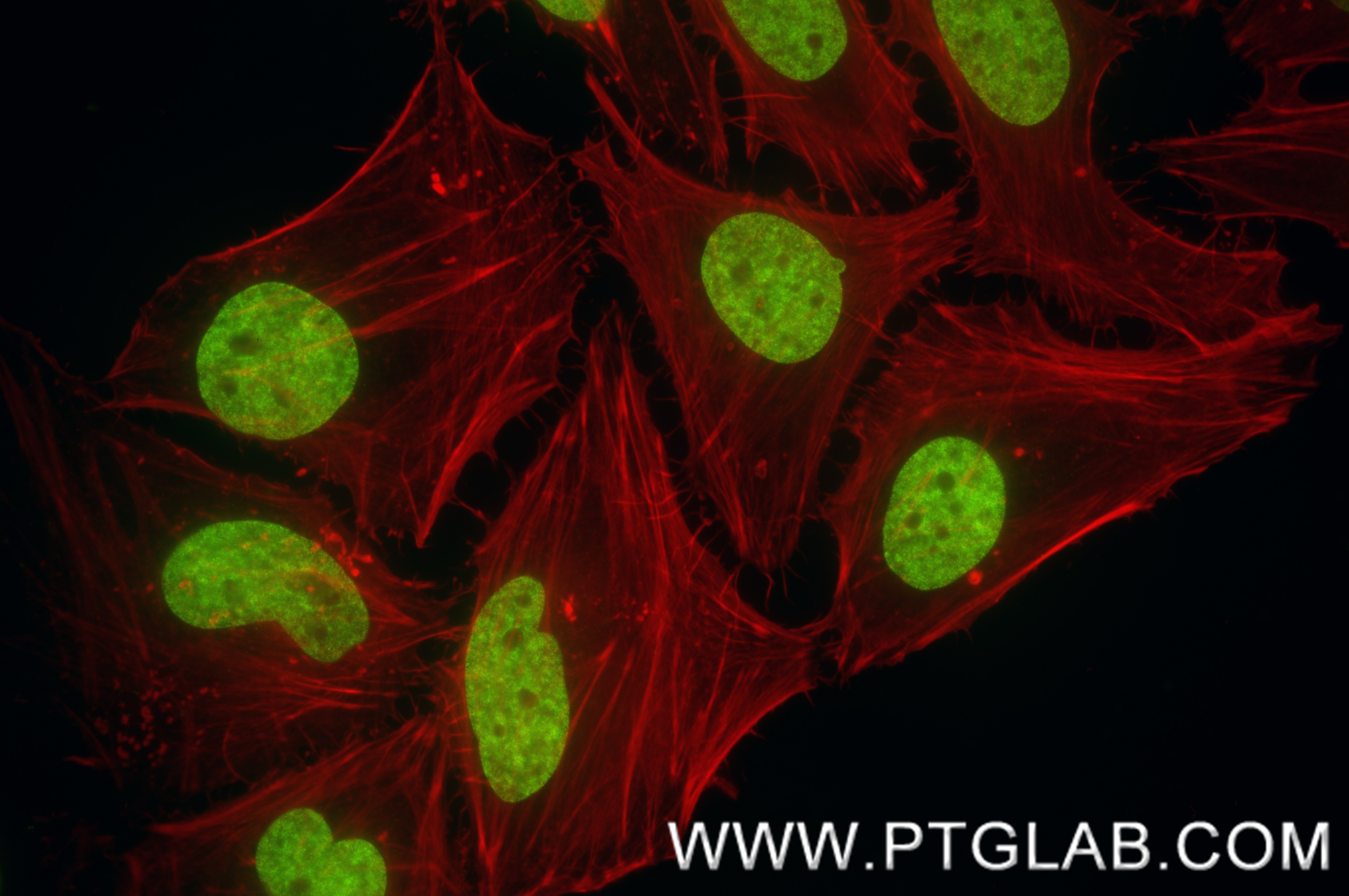 Immunofluorescence (IF) / fluorescent staining of HeLa cells using Di-Methyl-Histone H3 (Lys9) Recombinant monoclonal (86990-2-RR)