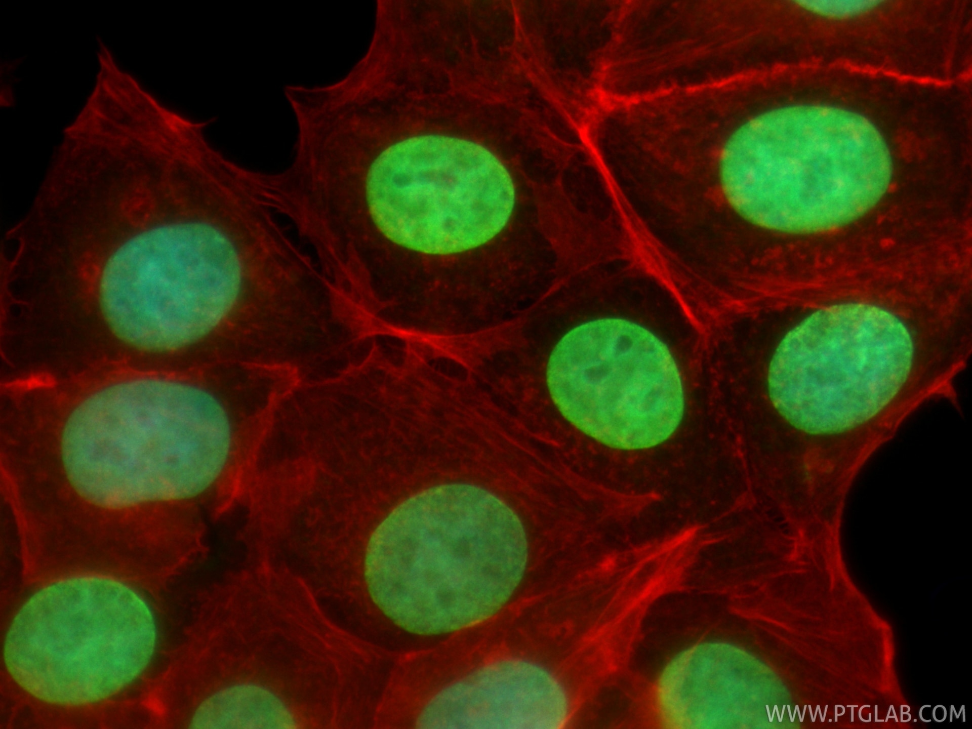 IF Staining of MCF-7 using CL488-86990-2 Immunofluorescence (IF) / fluorescent staining of MCF-7 cells using CoraLite® Plus 488-conjugated Di-Methyl-Histone H3 (CL488-86990-2)