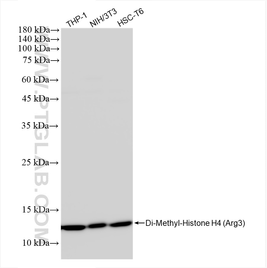 Western Blot (WB) analysis of various lysates using Di-Methyl-Histone H4 (Arg3) Recombinant antibody (82859-1-RR)