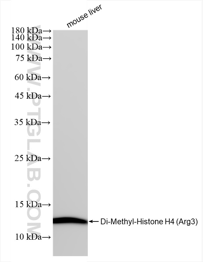 Western Blot (WB) analysis of mouse liver tissue using Di-Methyl-Histone H4 (Arg3) Recombinant antibody (82859-1-RR)