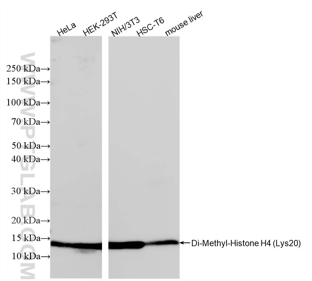 Western Blot (WB) analysis of various lysates using Di-Methyl-Histone H4 (Lys20) Recombinant monoclona (87006-1-RR)