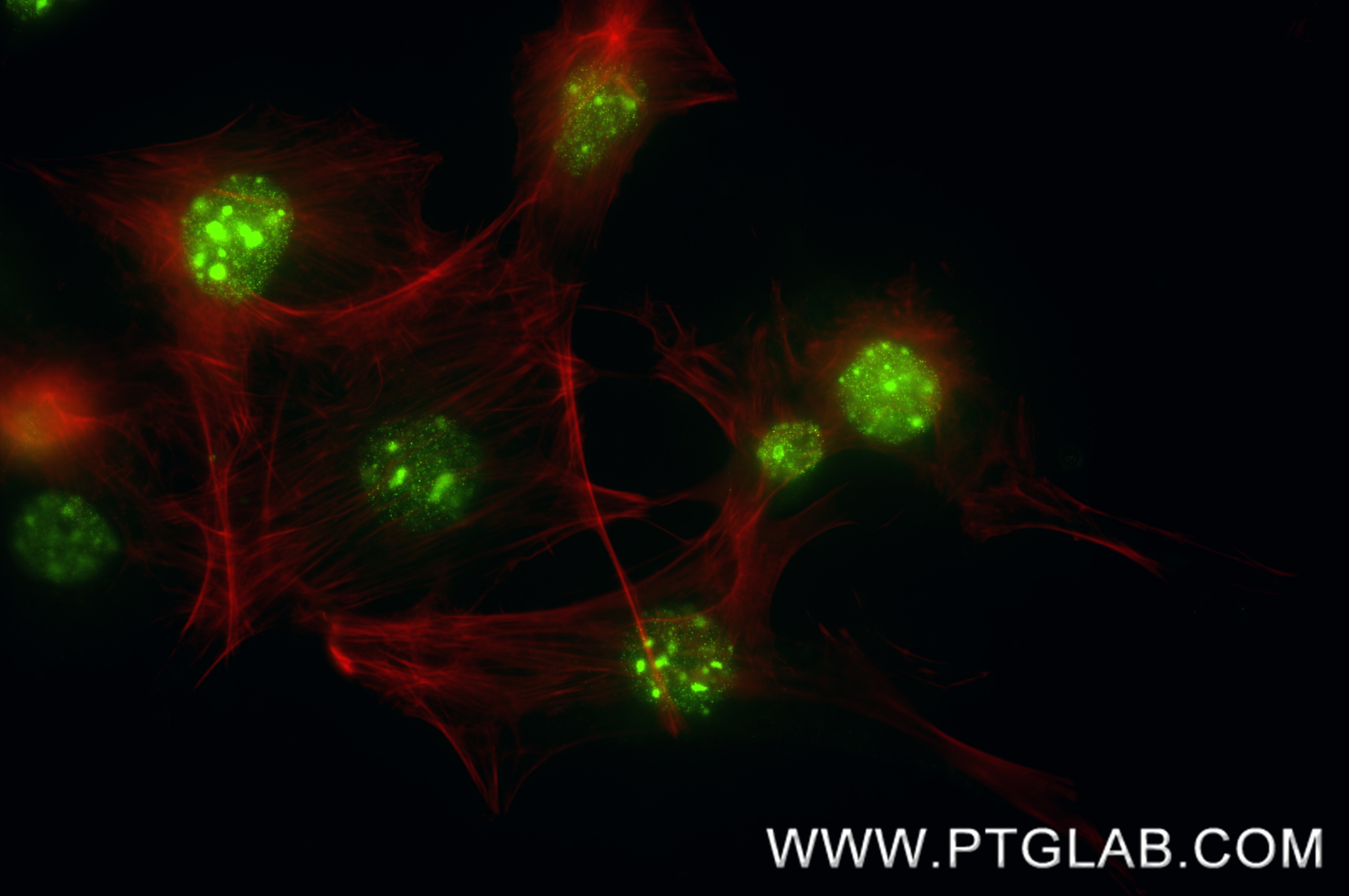 IF Staining of NIH/3T3 using 84329-6-RR Immunofluorescence (IF) / fluorescent staining of NIH/3T3 cells using Di/Tri-Methyl-Histone H3 (Lys36) Recombinant monoc (84329-6-RR)
