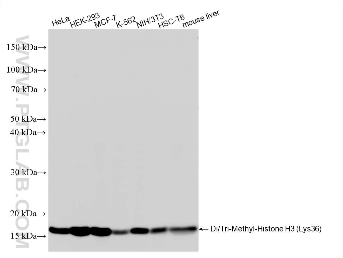 WB analysis using 84329-6-RR Western Blot (WB) analysis of various lysates using Di/Tri-Methyl-Histone H3 (Lys36) Recombinant monoc (84329-6-RR)