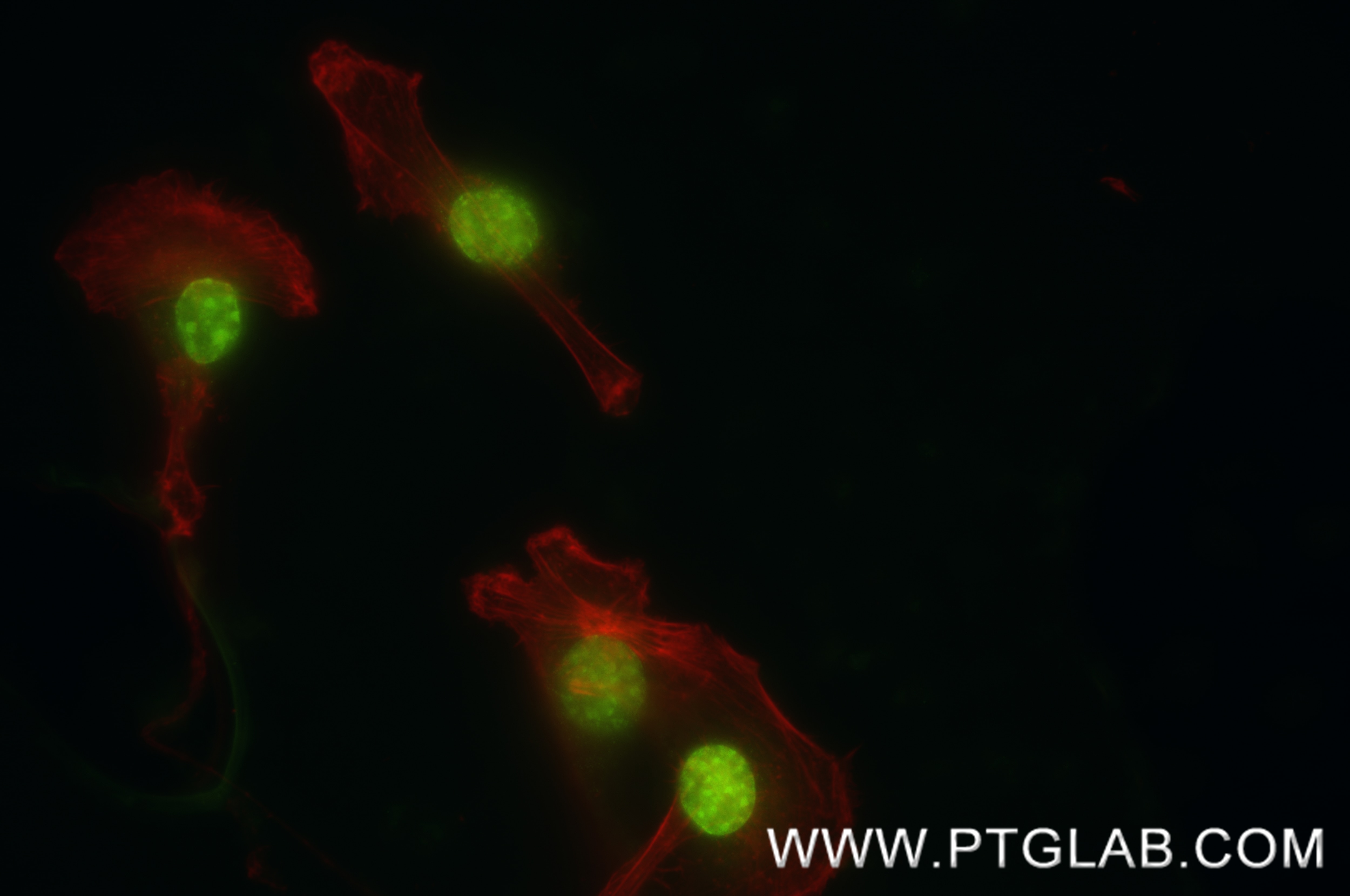 IF Staining of NIH/3T3 using 80240-2-RR Immunofluorescence (IF) / fluorescent staining of NIH/3T3 cells using Di/Tri-Methyl-Histone H3 (Lys9) Recombinant monocl (80240-2-RR)