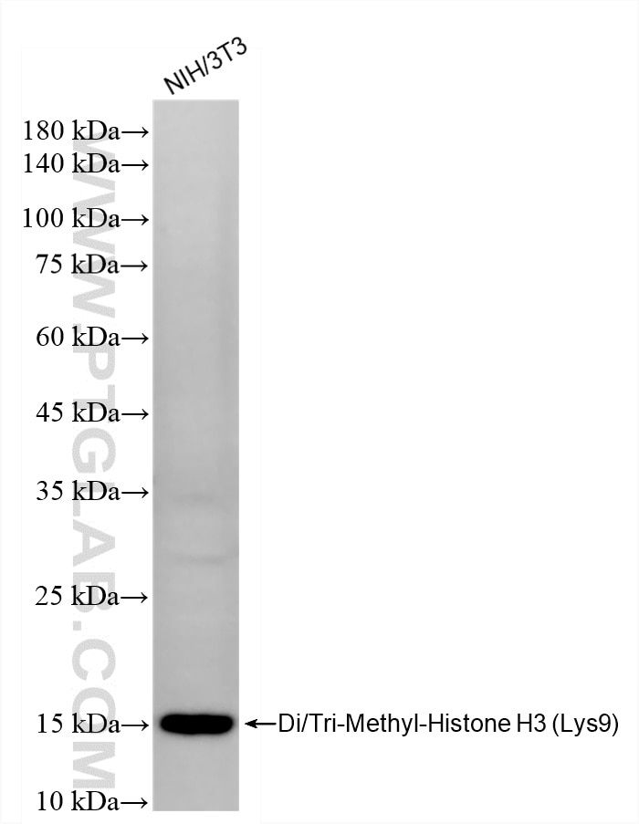 WB analysis of NIH/3T3 using 80240-2-RR Western Blot (WB) analysis of NIH/3T3 cells using Di/Tri-Methyl-Histone H3 (Lys9) Recombinant monocl (80240-2-RR)