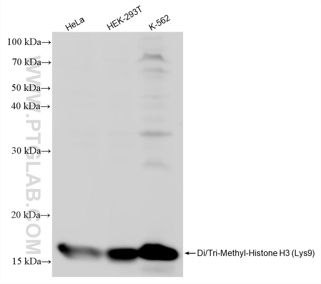WB analysis using 80240-2-RR Western Blot (WB) analysis of various lysates using Di/Tri-Methyl-Histone H3 (Lys9) Recombinant monocl (80240-2-RR)