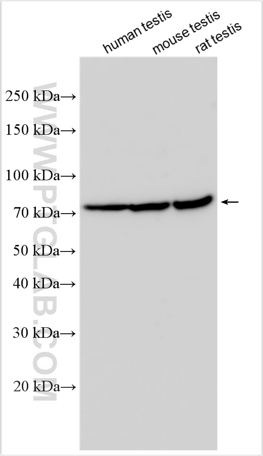 Dnmt3c antibody (30684-1-AP) | Proteintech