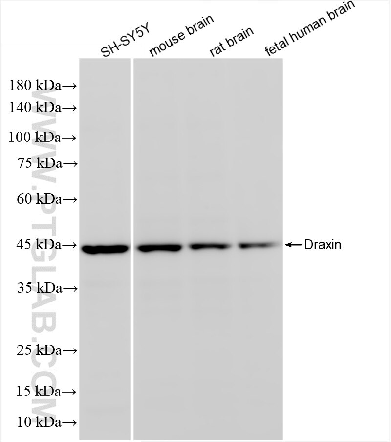 Western Blot (WB) analysis of various lysates using Draxin Recombinant antibody (86244-1-RR)