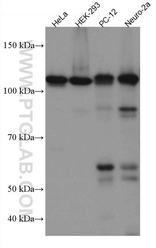 Western Blot (WB) analysis of various lysates using Drebrin Monoclonal antibody (67589-1-Ig)