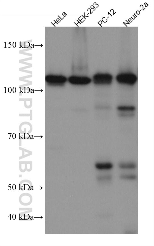 WB analysis using 67589-1-Ig