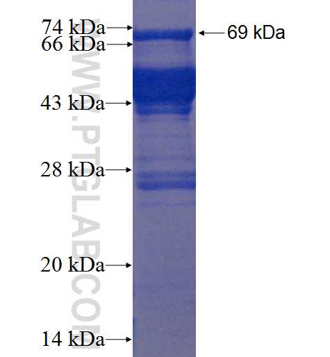 Drebrin fusion protein Ag22634 SDS-PAGE